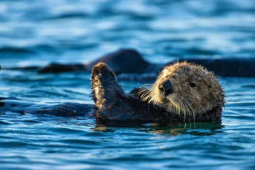Sea Otter | Defenders of Wildlife